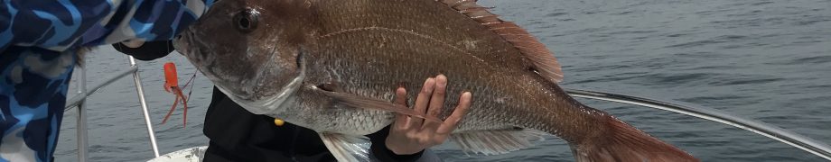 来たけどね〜