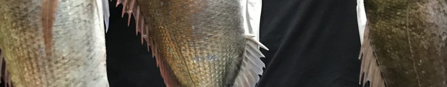 釣れ過ぎ