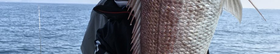 ジグ炸裂