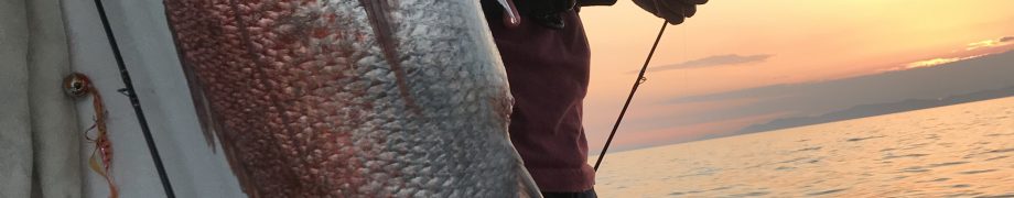 デビュー戦