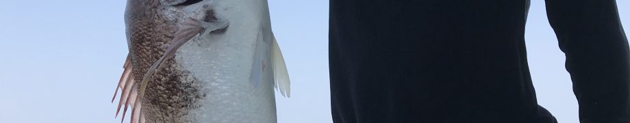大漁ですよ