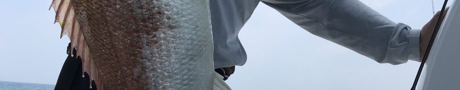パパさんカッコウィー