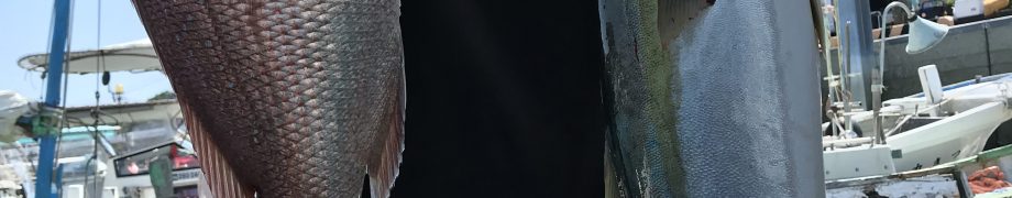 16日分です